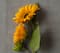 Gold Sunflower Stem by Ashland®